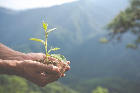 Como o veganismo colabora para manter o meio-ambiente melhor