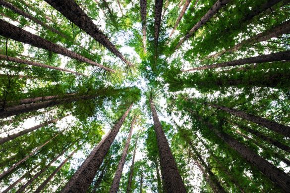 Vida Veg promete compensar emissão de carbono dos visitantes da Natural Tech com árvores plantadas